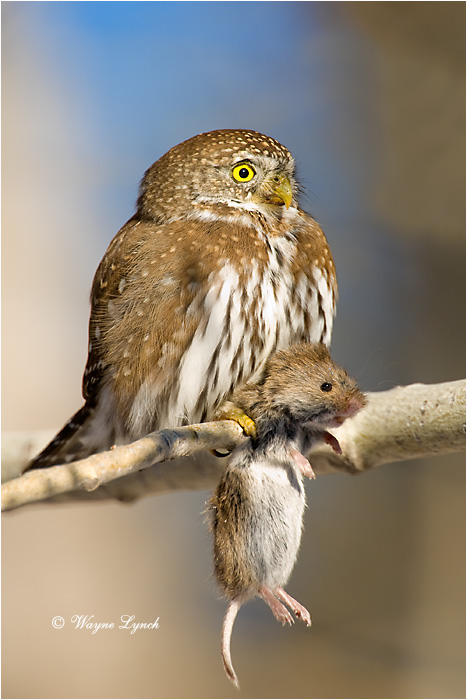Northern Pygmy Owl 106 by Dr. Wayne Lynch &copy;